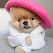 Image result for Pic of Jiff Pom