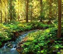 Image result for Lush Green Forest Valley