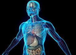 Image result for Anatomy Wallpaper HD