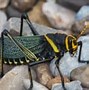 Image result for Largest Grasshopper Breeded