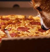 Image result for Sharing Pizza with Dog