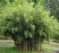 Image result for Clumping Black Bamboo Plants