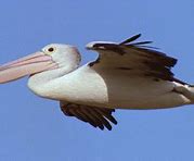 Image result for Pelican Flying