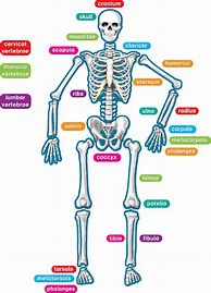 Image result for Human Body Skeleton for Kids