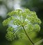 Angelica archangelica (ENGELWORTEL) 的图像结果