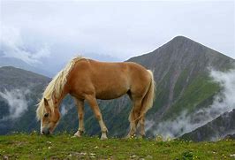 Image result for Haflinger Horse