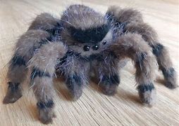 Image result for Spider Soft Toy