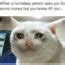 Image result for White Cat-Sitting Meme