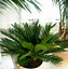 Image result for House Plant Looks Like Mini Palm Trees