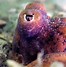 Image result for Heart of Octopus