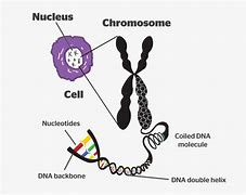 Image result for DNA Genes and Chromosomes Relationship