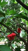 Image result for Water Apple Plant