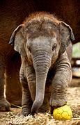 Image result for Cute Baby Elephants