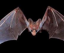 Image result for Small Footed Bat