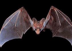 Image result for Ghost Bat Australia