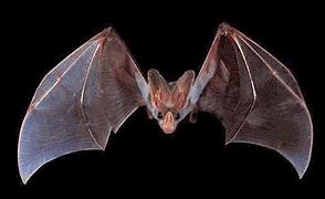 Image result for Toothbrush Bat