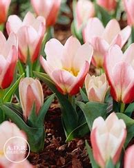 Image result for Tulipa Hearts Delight
