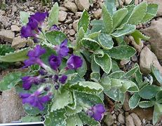 Image result for Primula Rheniana