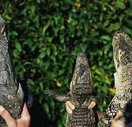 Image result for Caiman Crocodile vs Alligator