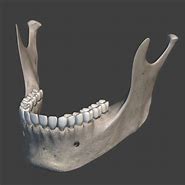 Image result for Lower Jawbone