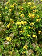 Image result for Clematis Bill MacKenzie