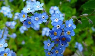Image result for pH for Forget Me Nots