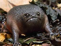 Image result for Black Rain Frog Meme