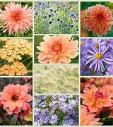 Image result for Square Foot Gardening Companion Planting