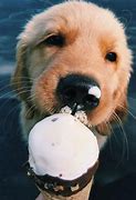 Image result for Dog OS Ice Cream
