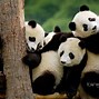Image result for Picture of a Panda Bear