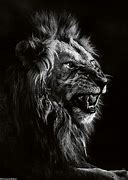 Image result for Black and White Lion Photography