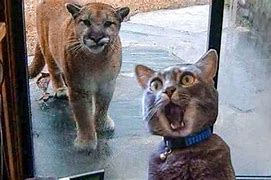 Image result for Cats and Dogs Try Not to Laugh