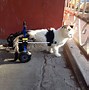 Image result for Cat Wheelchair for Neurological