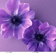 Image result for Cute Purple Desktop Backgrounds