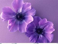 Image result for Cute Purple PC