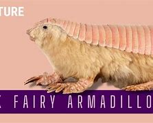 Image result for Fairy Armadillo Ball