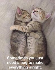 Image result for How Much for a Hug Cat Meme