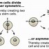 Image result for Stem Cell Types