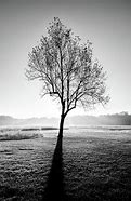 Image result for Black and White Tree Landscape