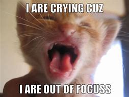 Image result for Crying Cat Meme Brain
