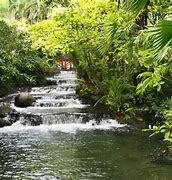 Image result for costa rica jungle