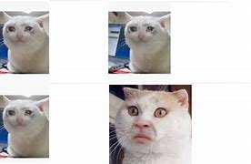 Image result for Sad Cat Meme PNG