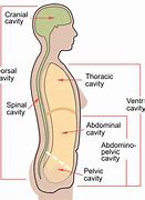 Image result for Thoracic Back Braces for Women