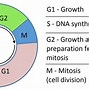 Image result for Cell Cycle Labeling