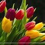 Image result for Floral Screensaver