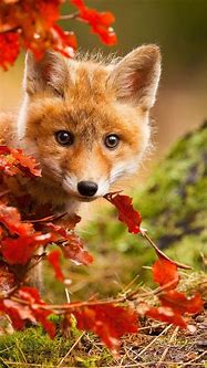 Image result for Cute Fox iPhone Wallpaper