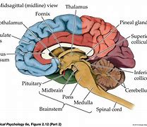Image result for Psychological Brain