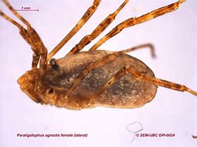 Image result for Phalangopsinae
