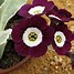 Image result for Primula auricula White Ensign