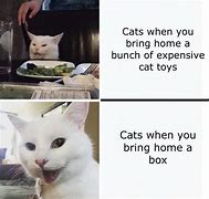 Image result for Cat Toy Meme